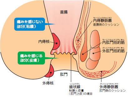 肛門周辺のイメージ画像